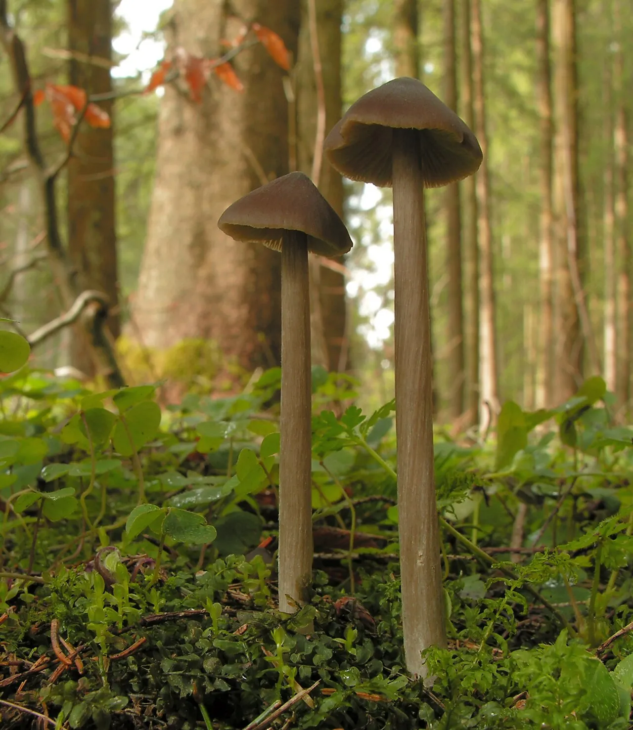 Dzwonkówka kosmatotrzonowa