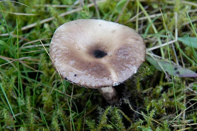Arrhenia griseopallida