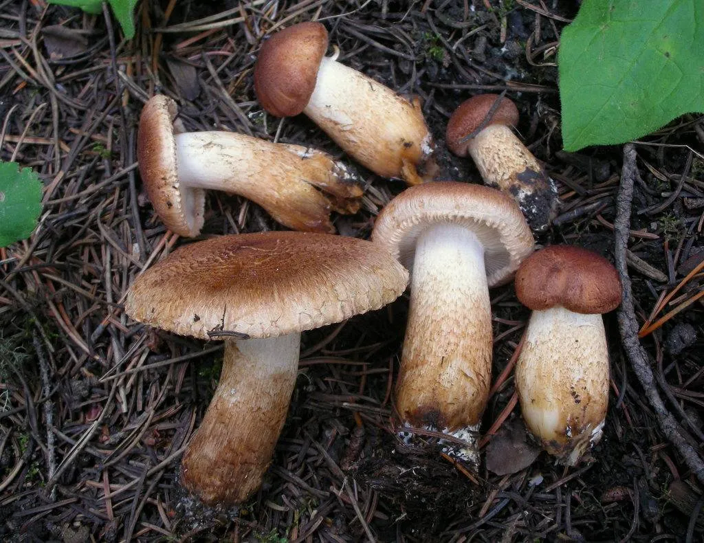 gąska krowia