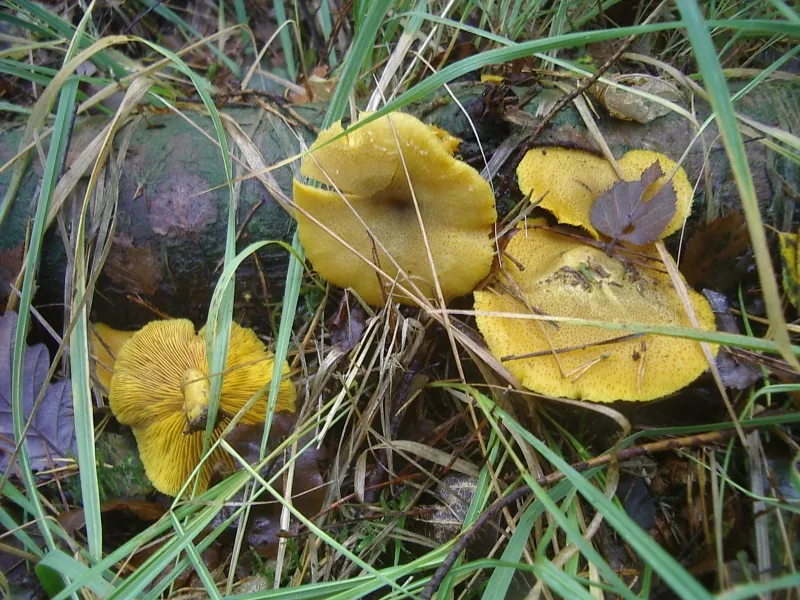 rycerzyk oliwkowożółty
