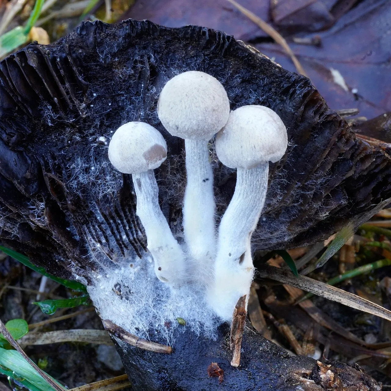 Grzybolubka lepka