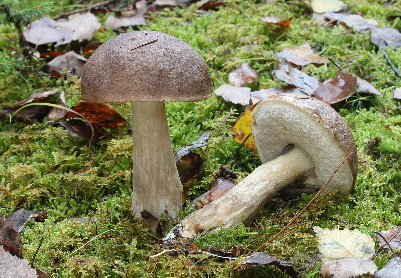 Koźlarz niebieskostopy