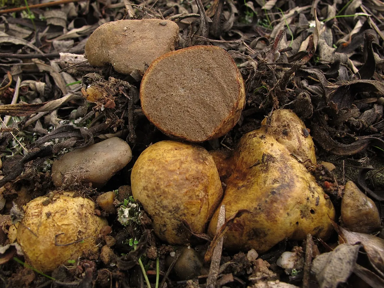 Rhizopogon vulgaris