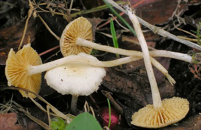 Trąbka żółtoblaszkowa
