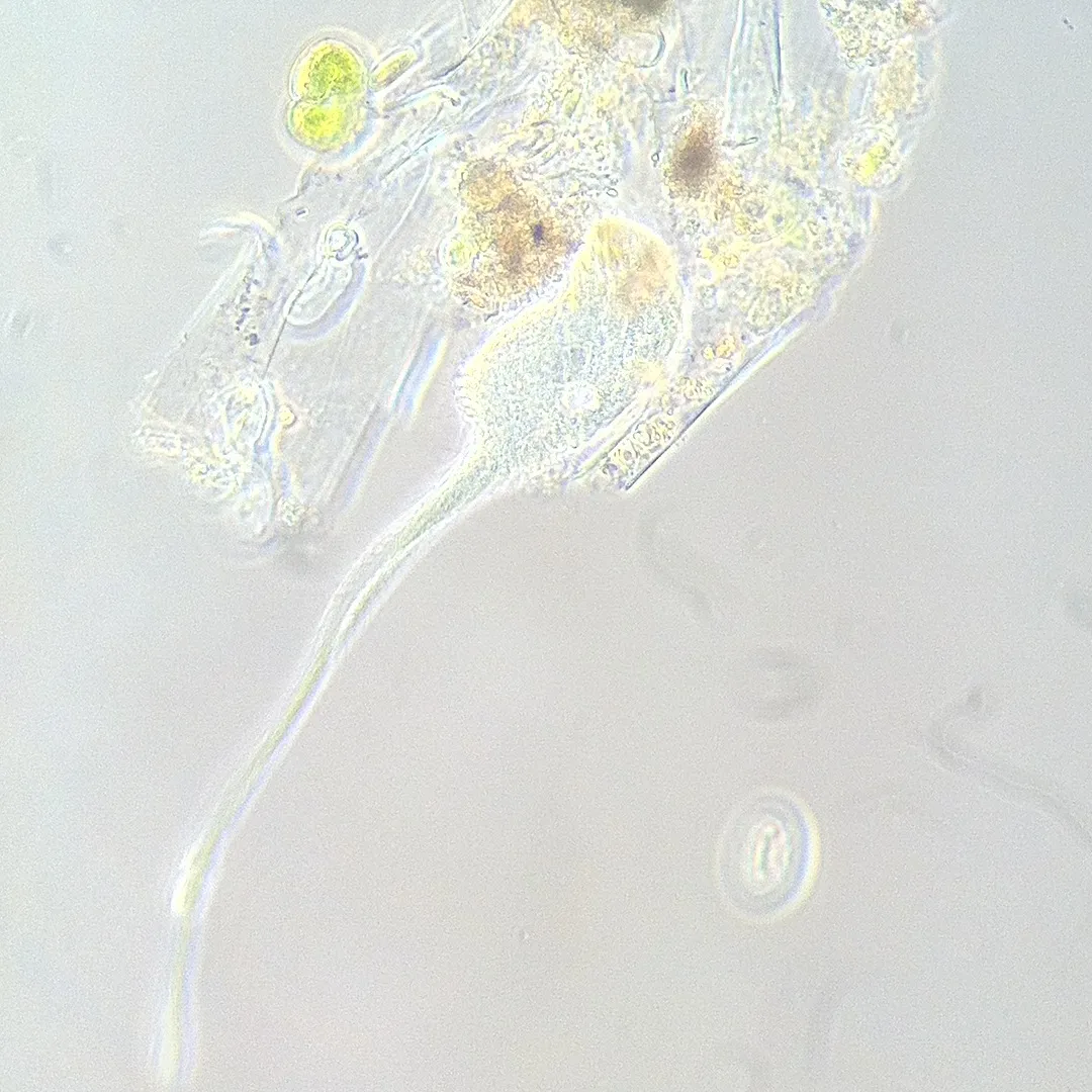 kruchawica