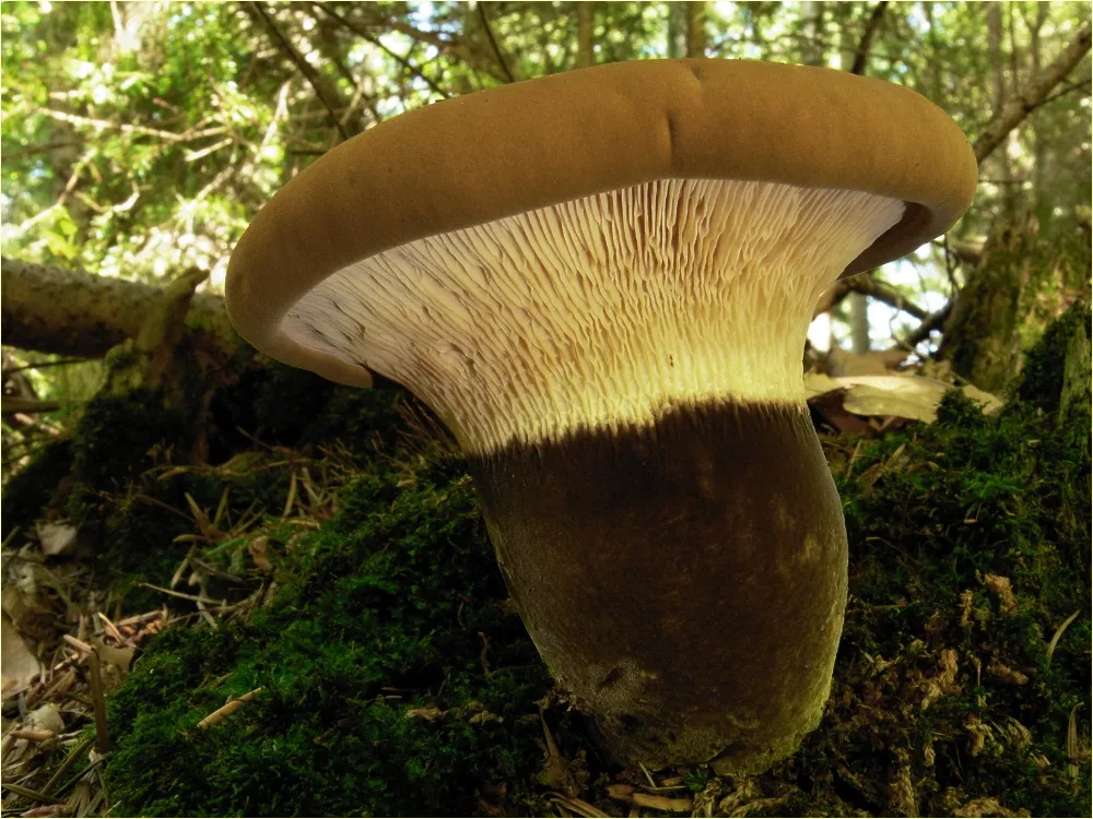 Ponurnik