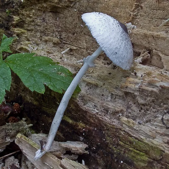Leucocoprinus brebissonii