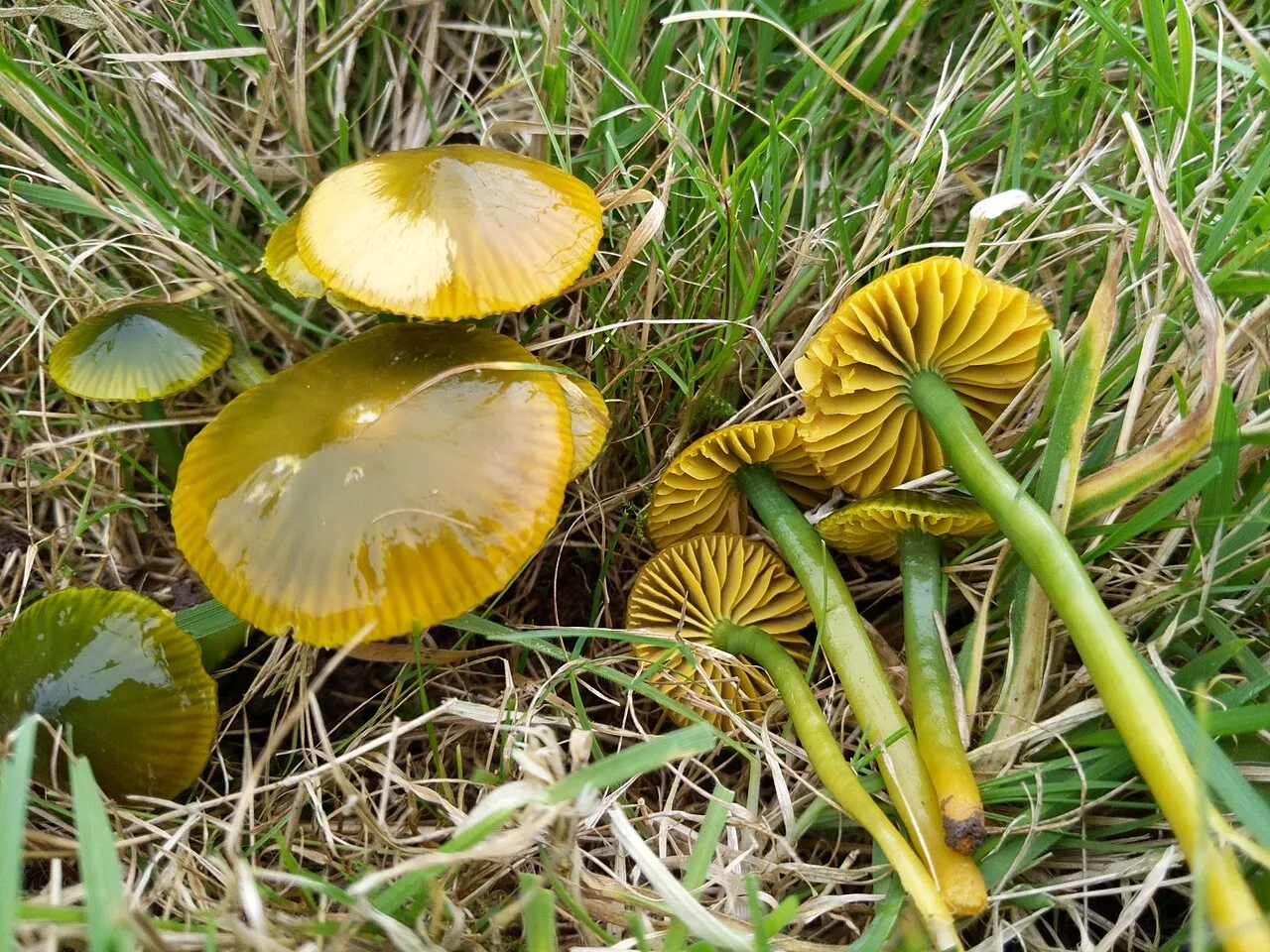 Gliophorus