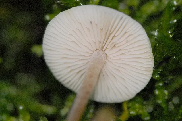 Hemimycena