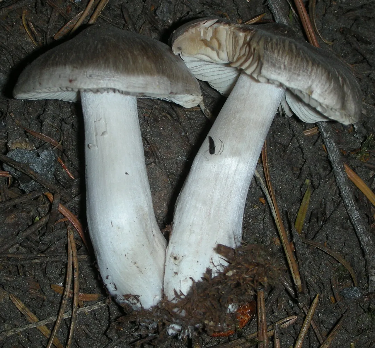 Gąska pieprzna