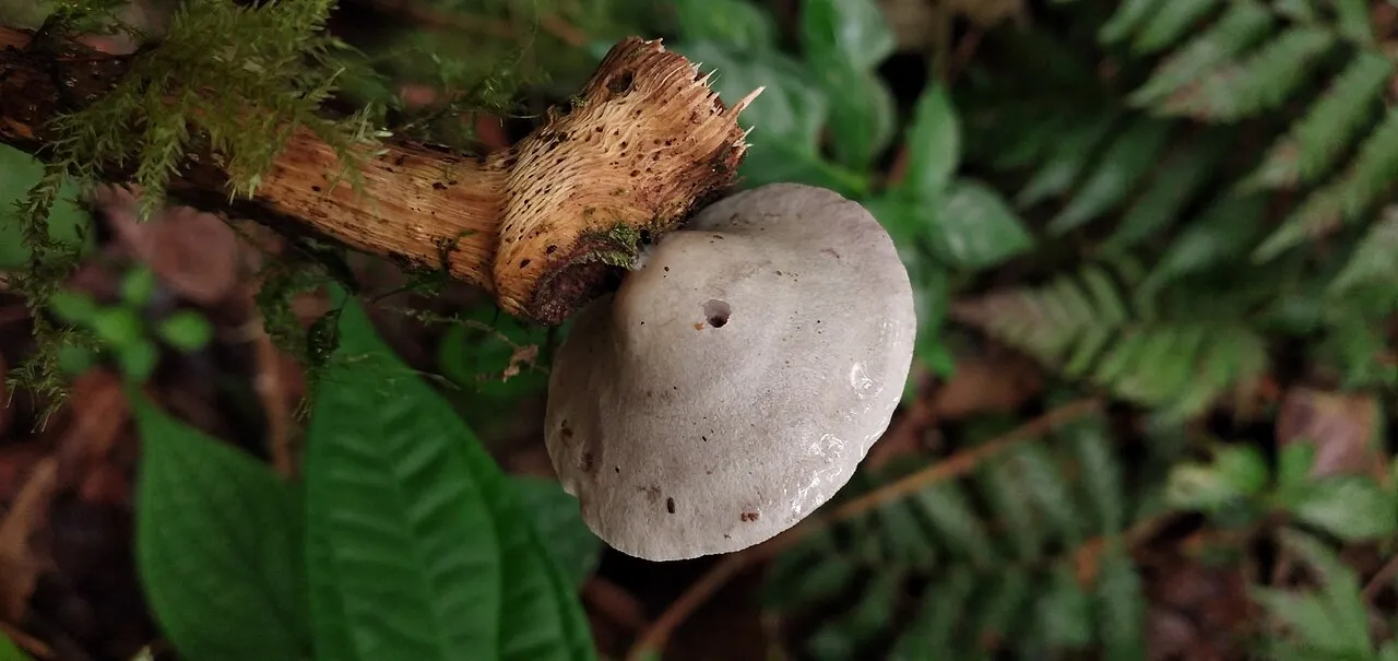 Deconica horizontalis