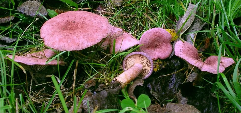Lactarius lilacinus