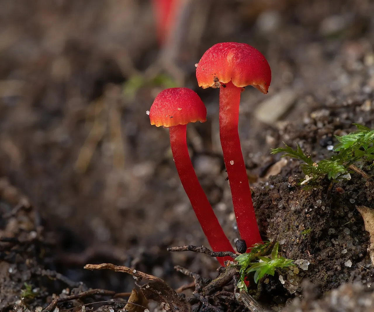 Wilgotnica purpurowa