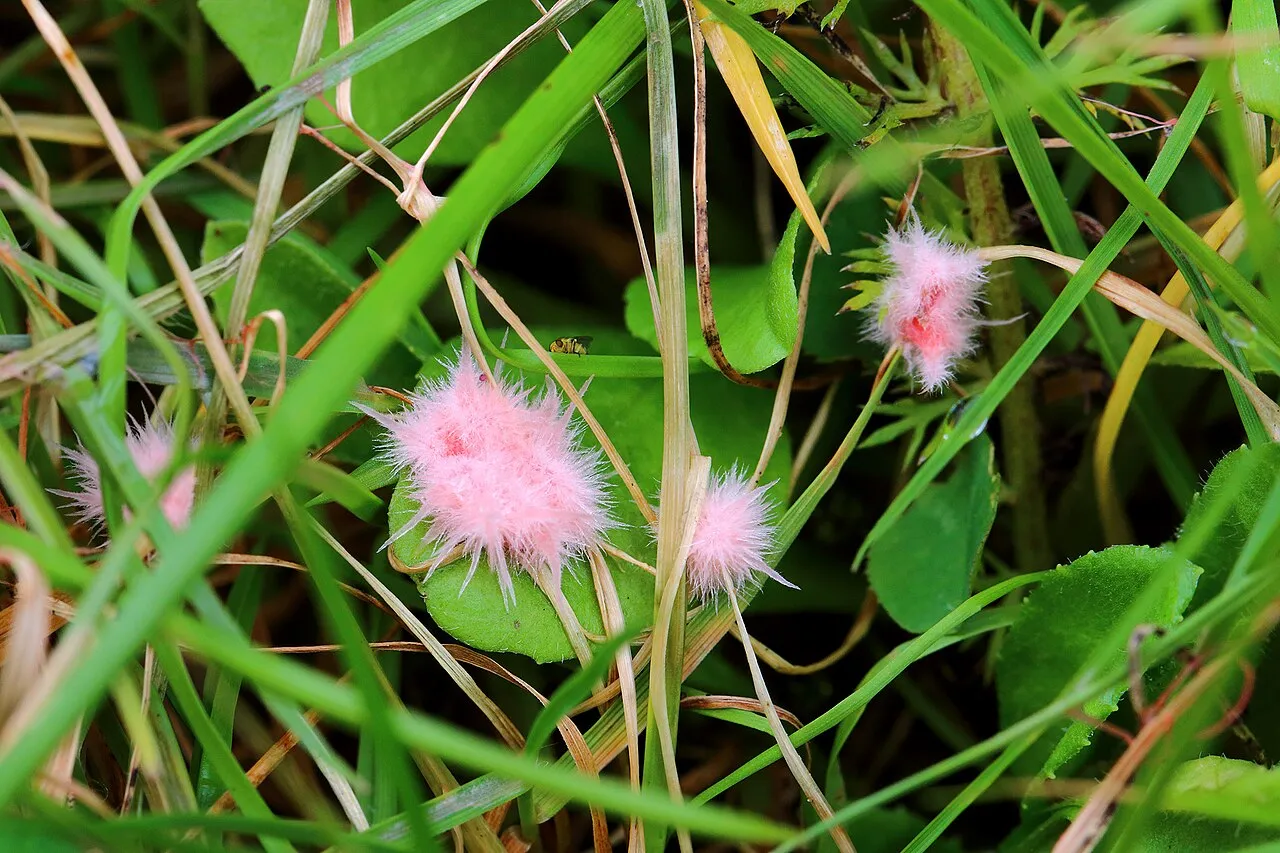 Laetisaria