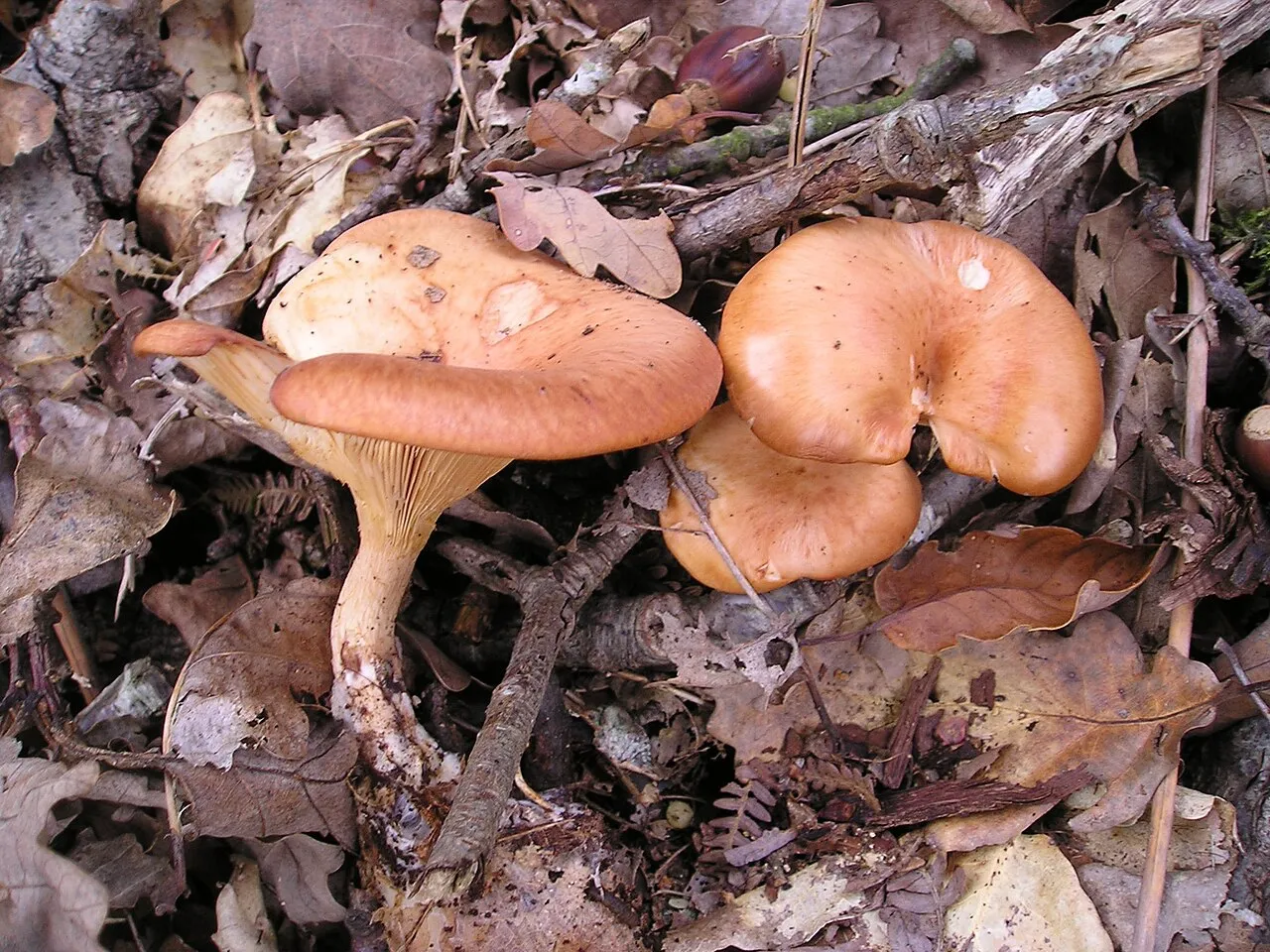 Lepista