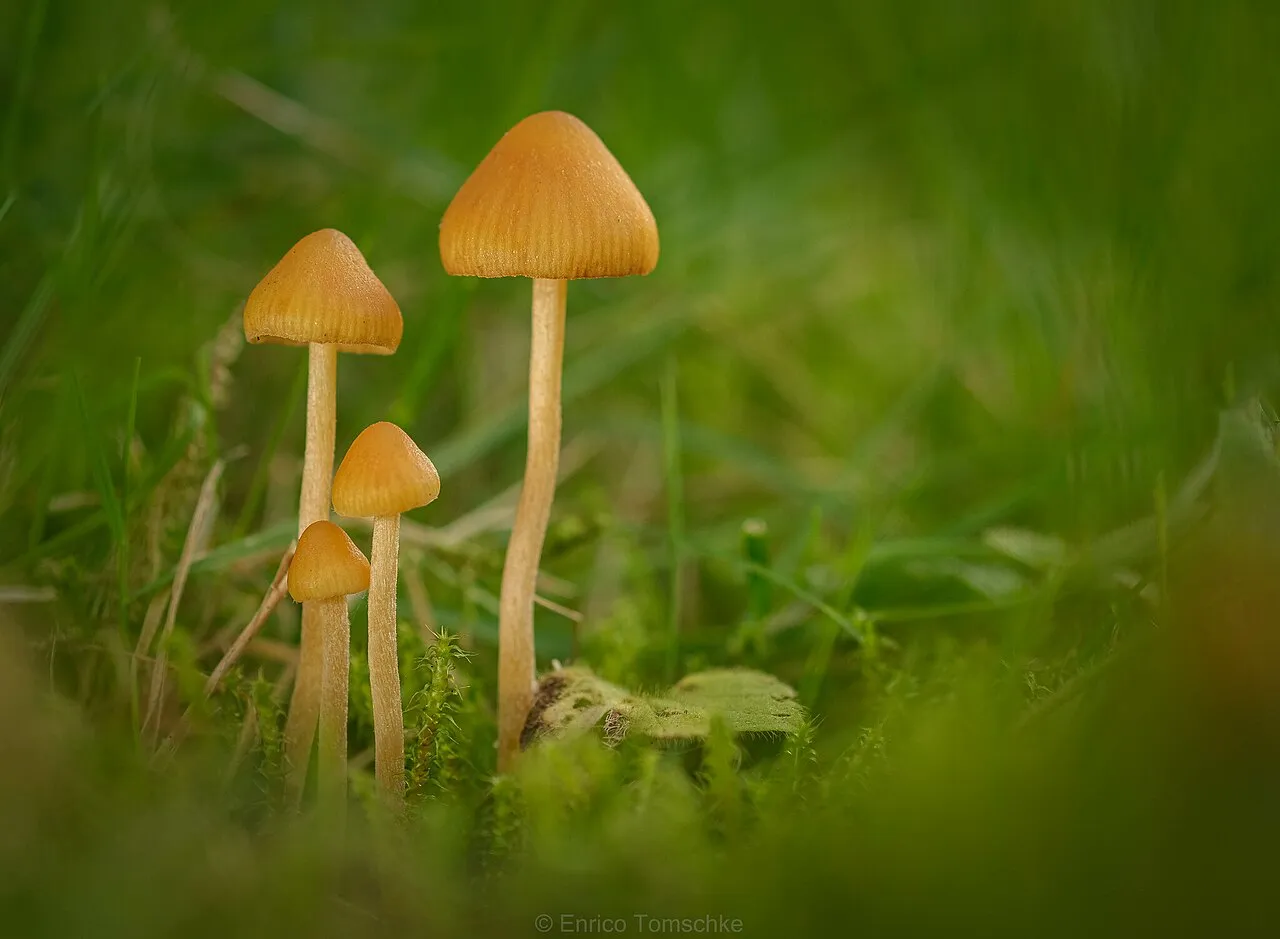 Galerina subclavata