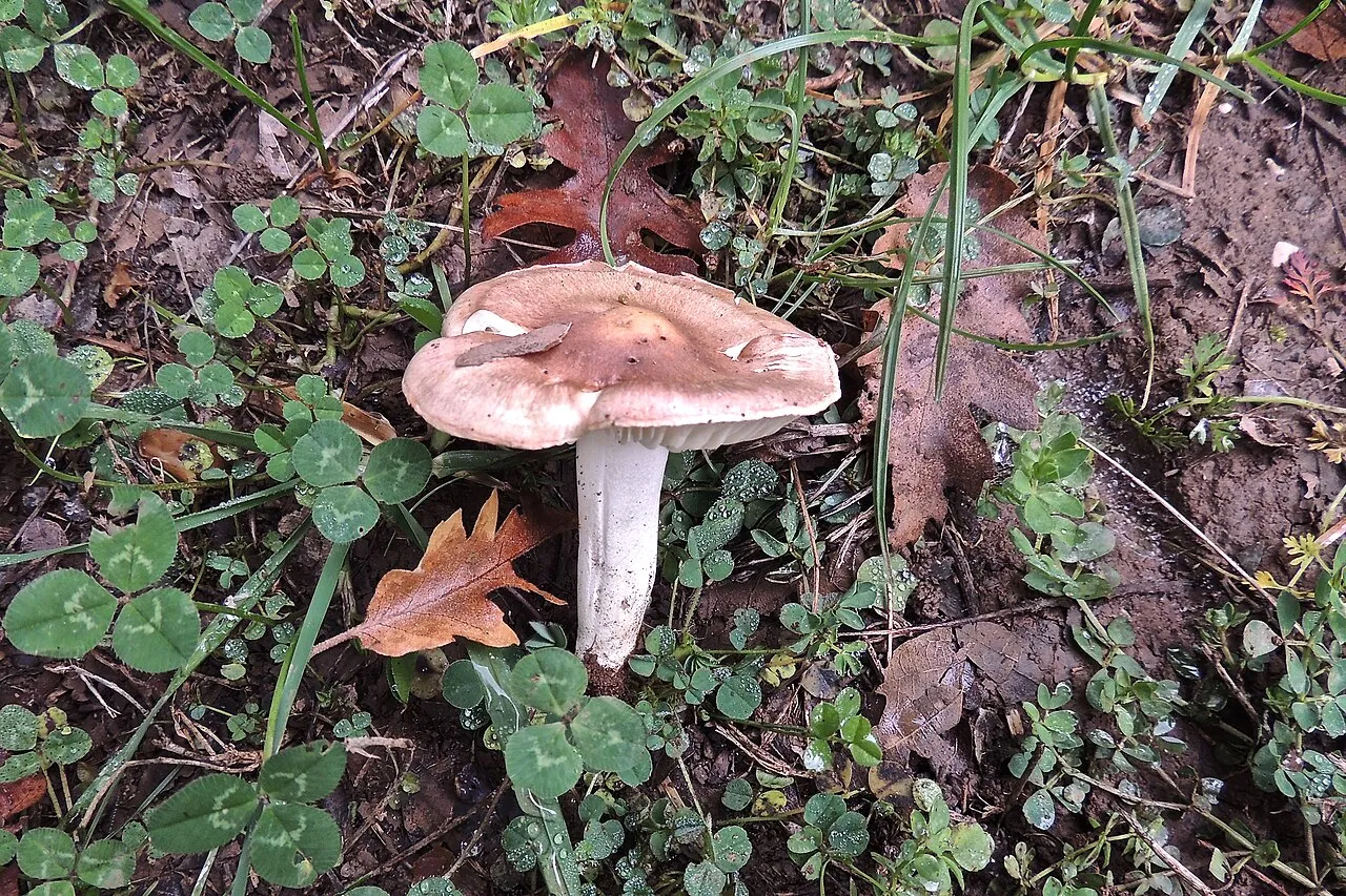 Hygrophorus arbustivus