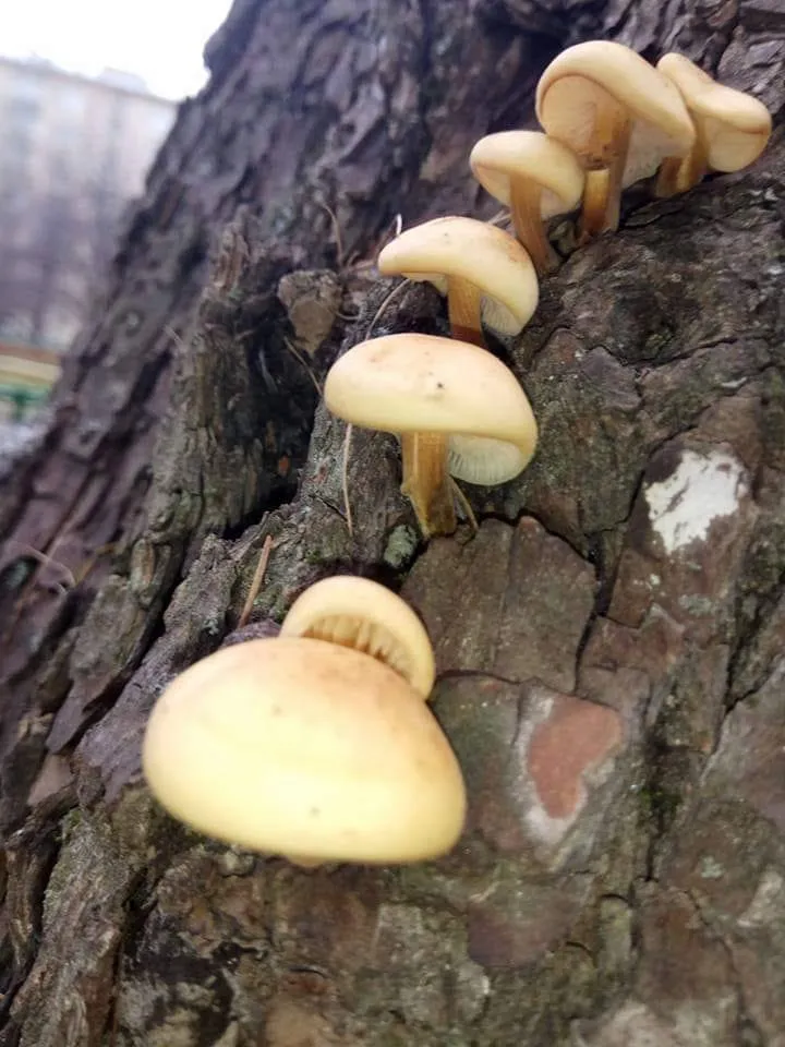 Płomiennica topolowa
