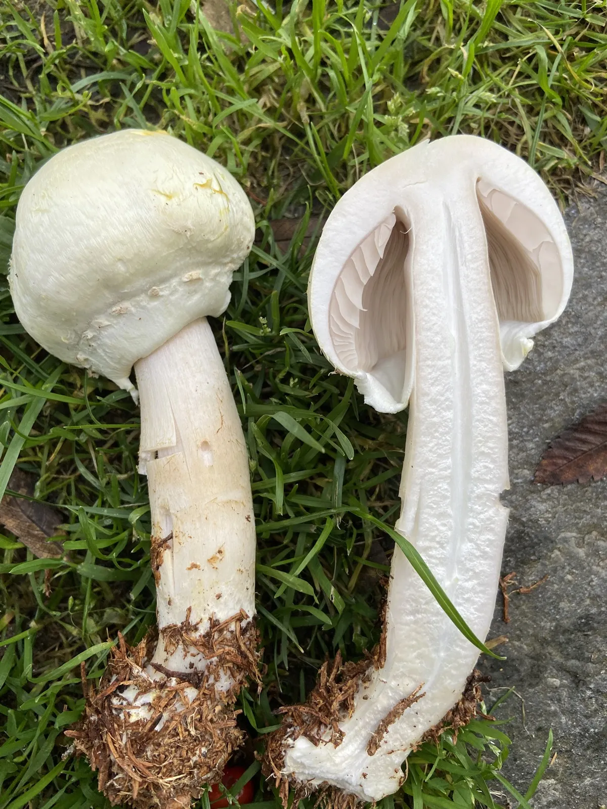 pieczarka wielkoowocnikowa