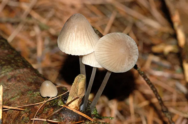 Mycena amicta