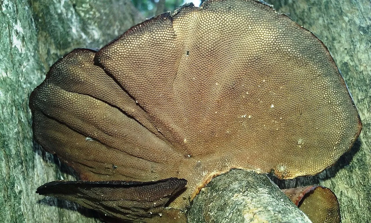 Hexagonia tenuis
