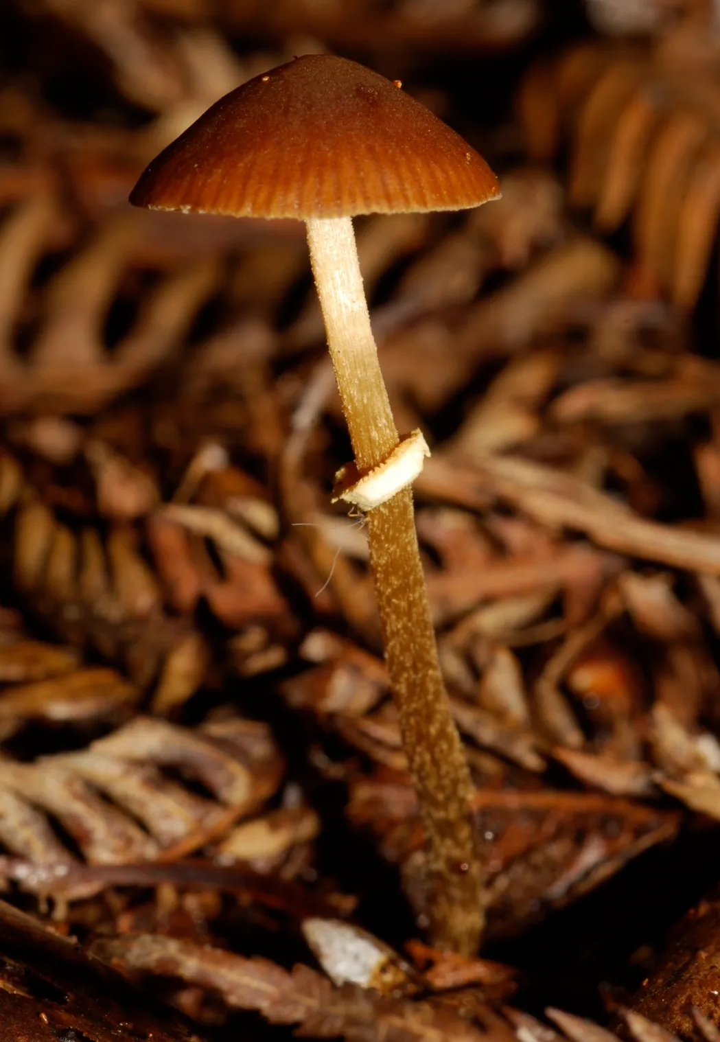 Pholiotina