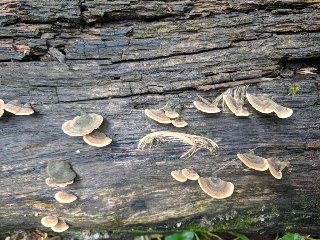 Stereum fasciatum