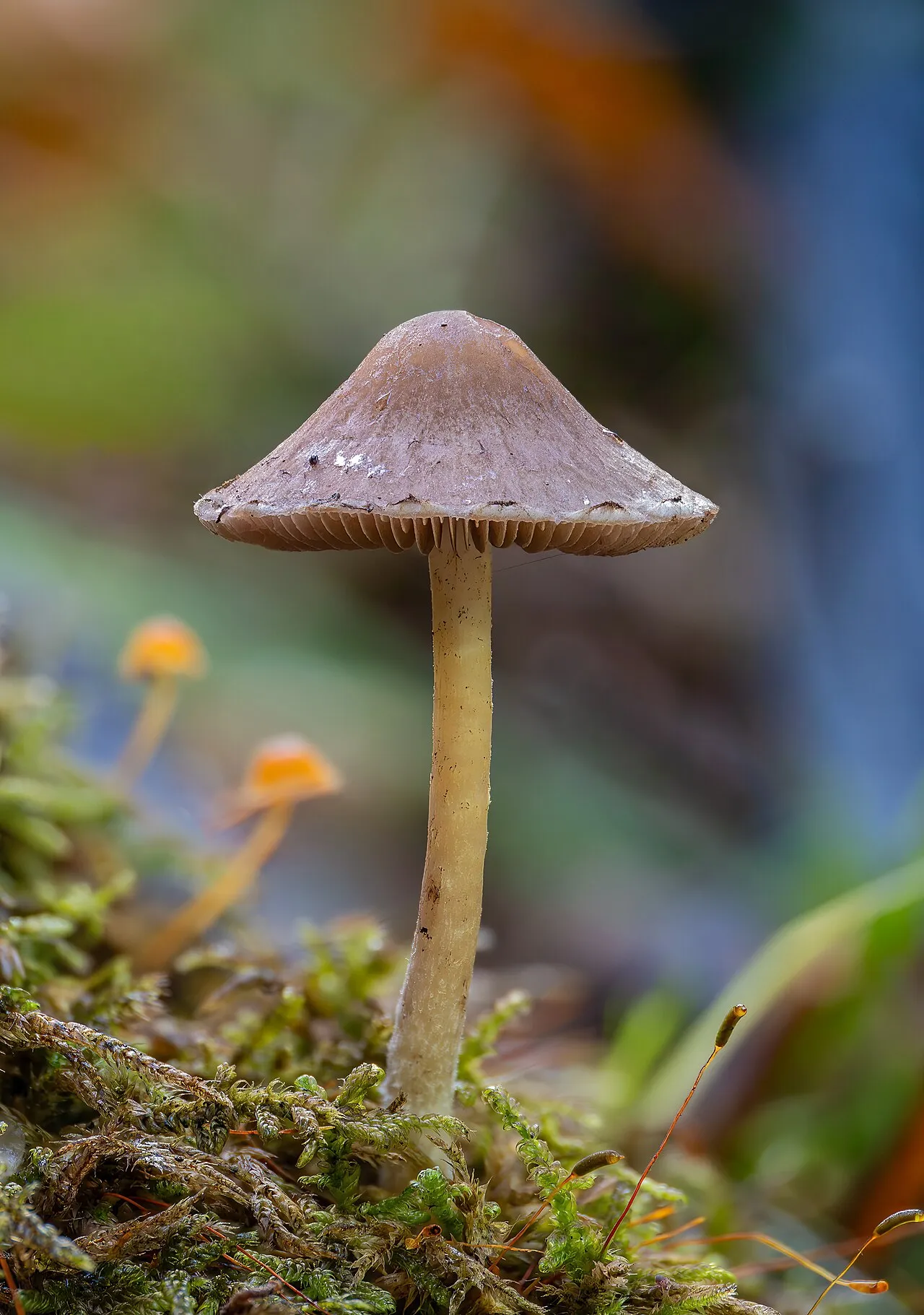 Entoloma conferendum