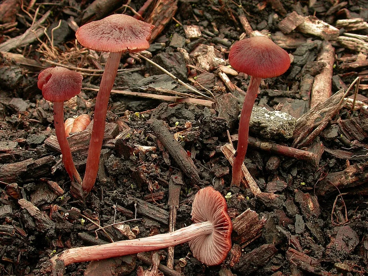 Psathyrella bipellis