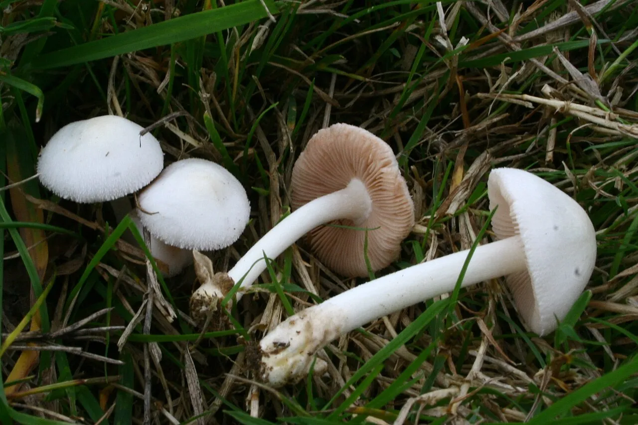 Volvariella pusilla