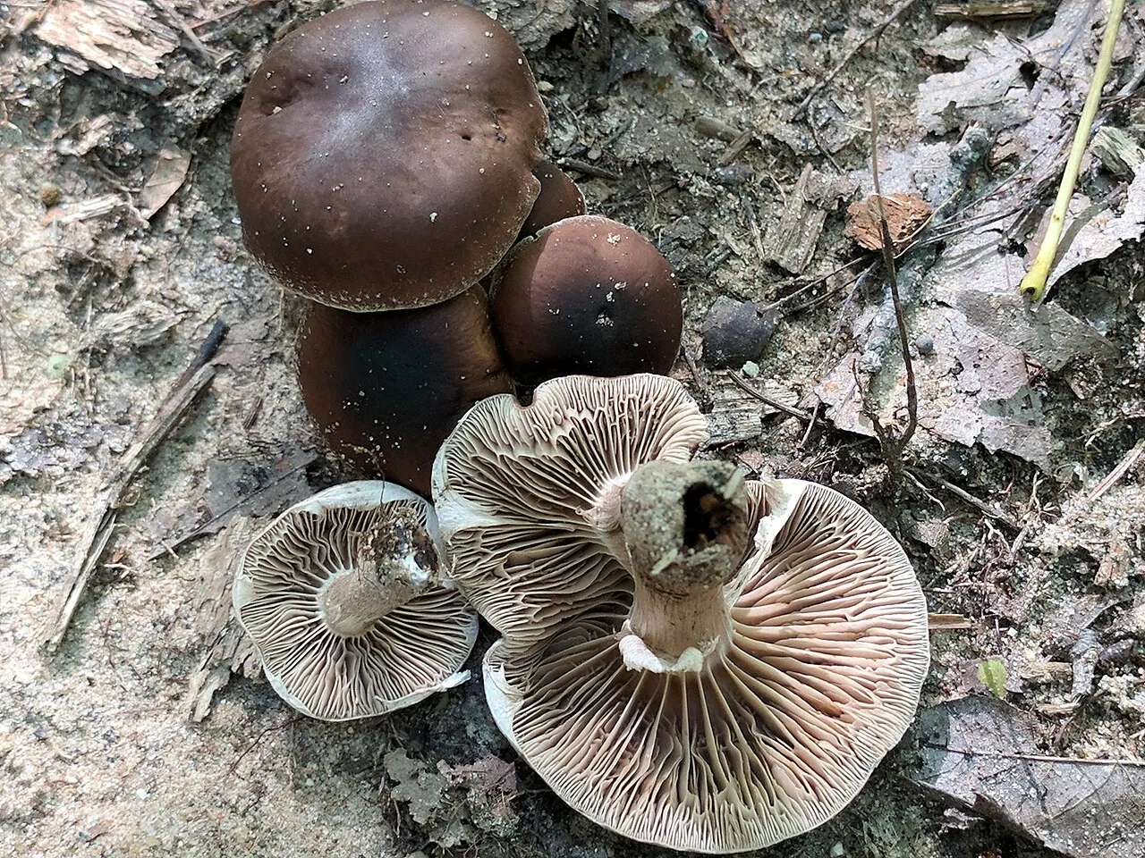 Cyclocybe