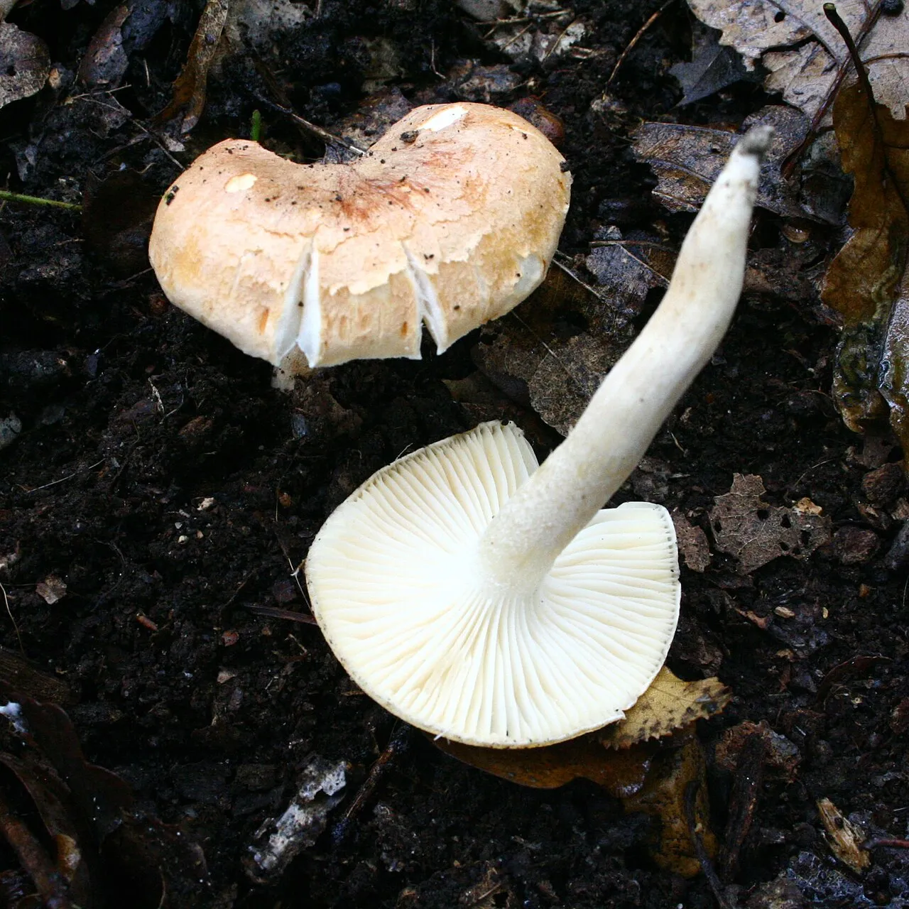 Wodnicha gajowa
