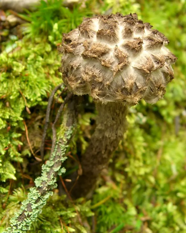 szyszkowiec