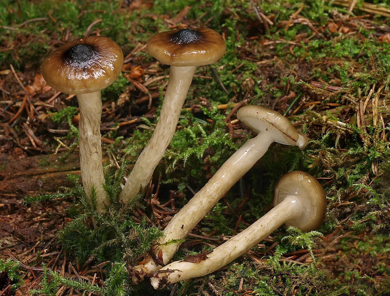 Wodnicha oliwkowobiała