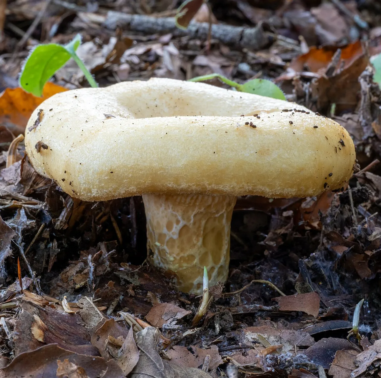 Lactarius intermedius