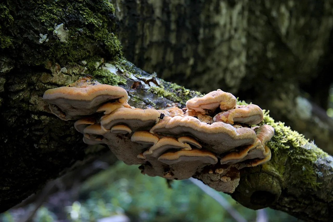 Inocutis rheades
