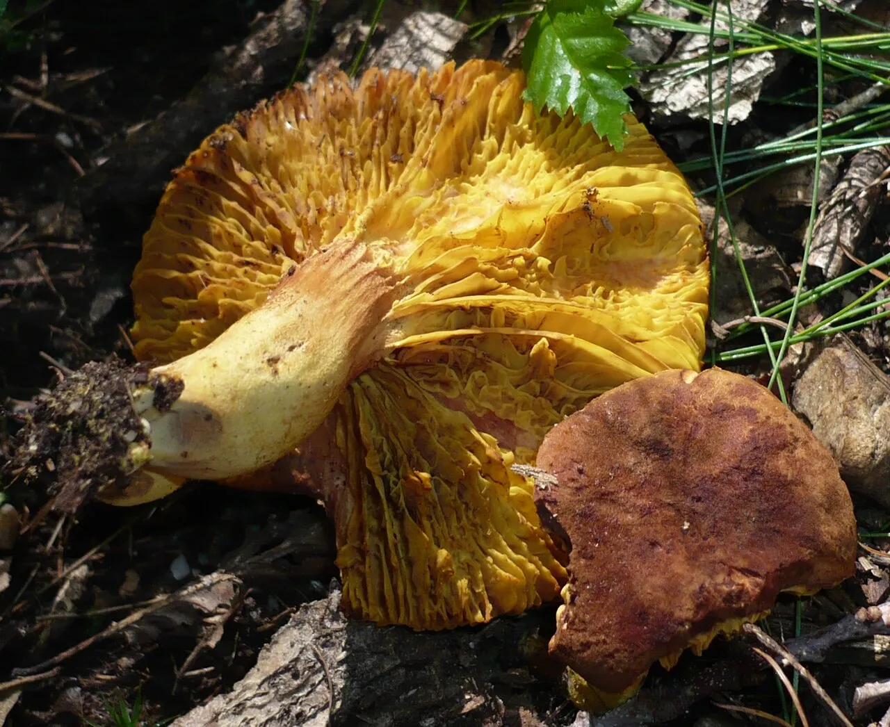 Phylloporus