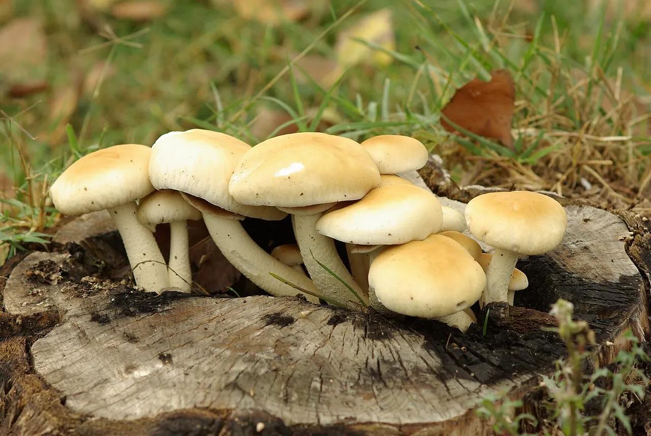 polownica południowa
