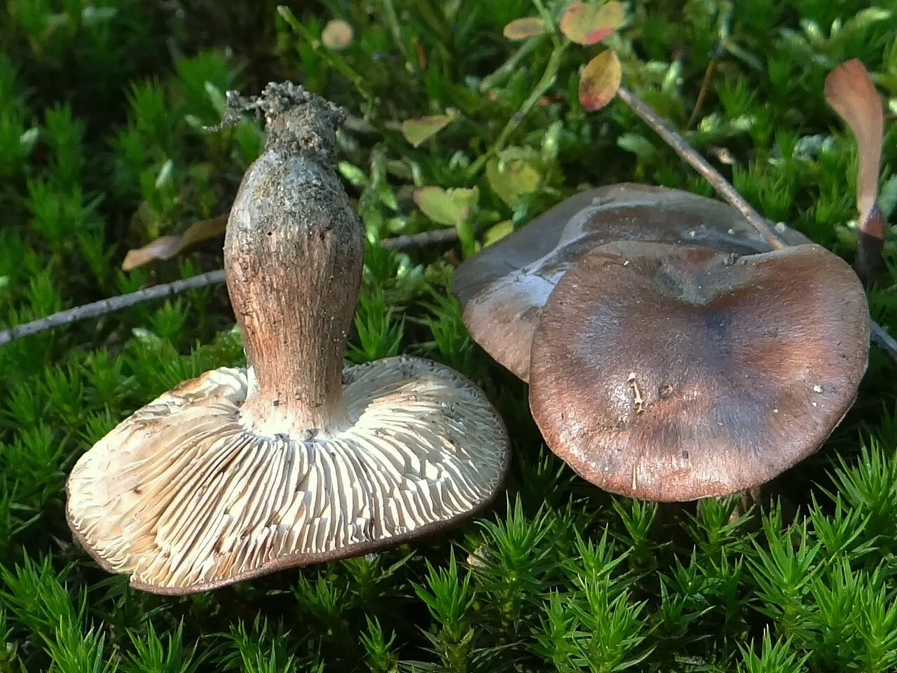 Gąska czerwonobrązowa