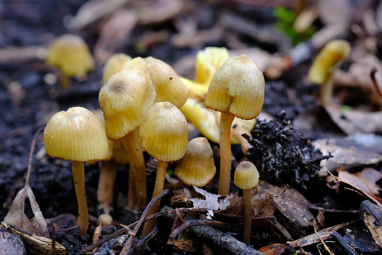 Entoloma pleopodium
