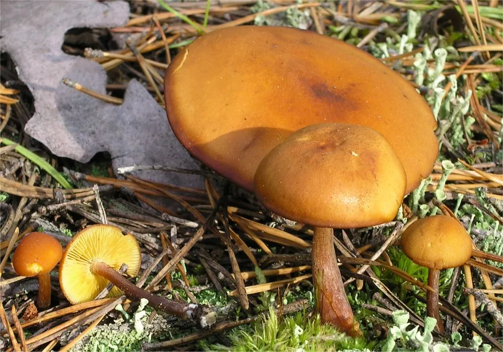 Łysak ciemnotrzonowy