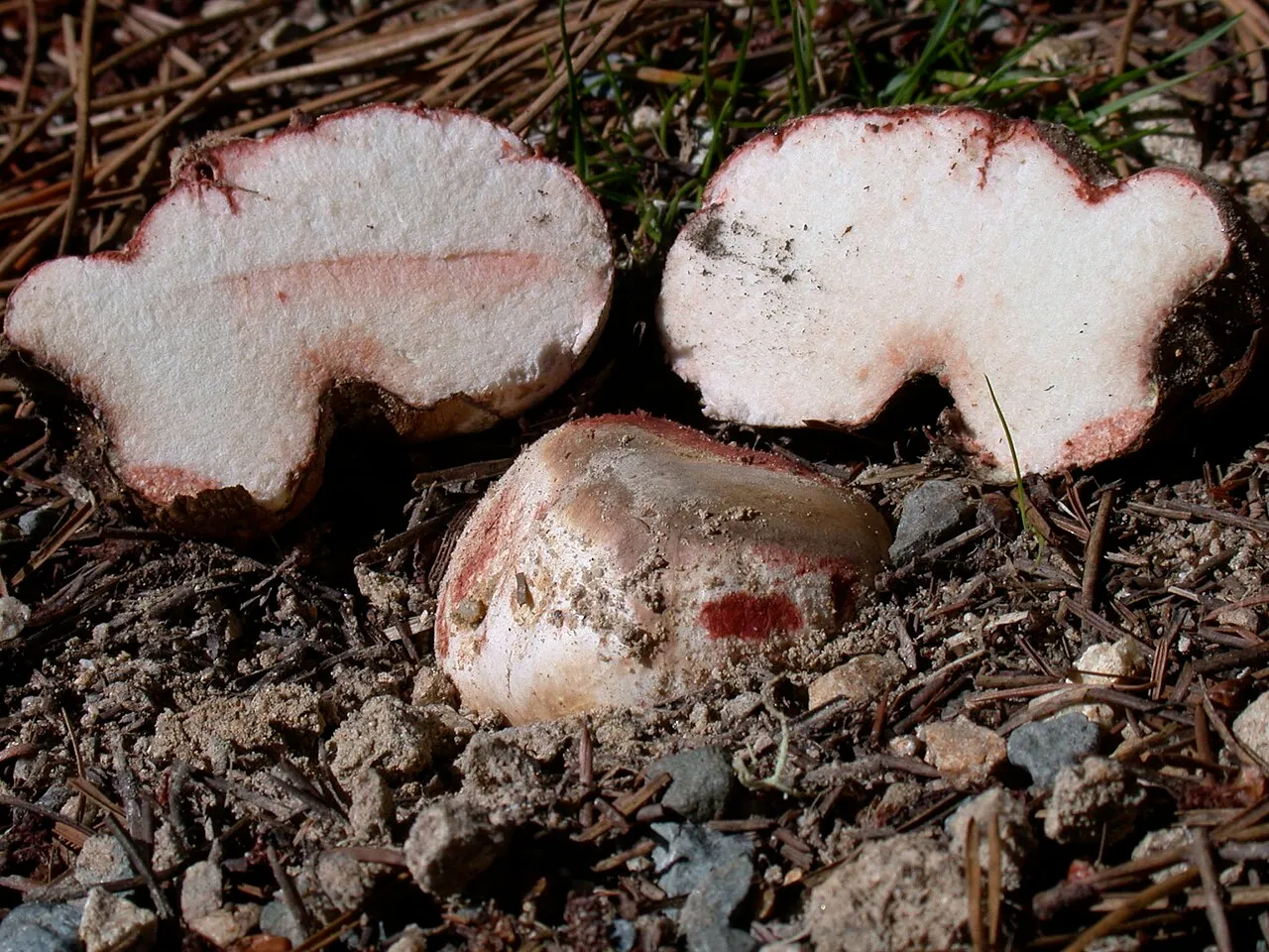 Rhizopogon