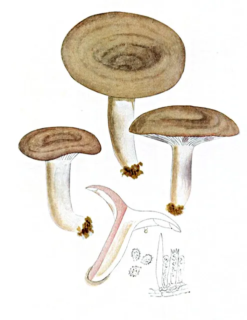 Lactarius luridus