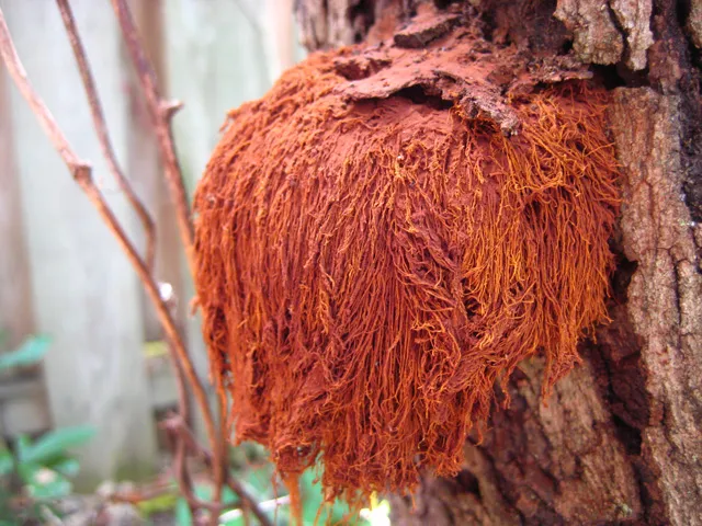Inonotus rickii