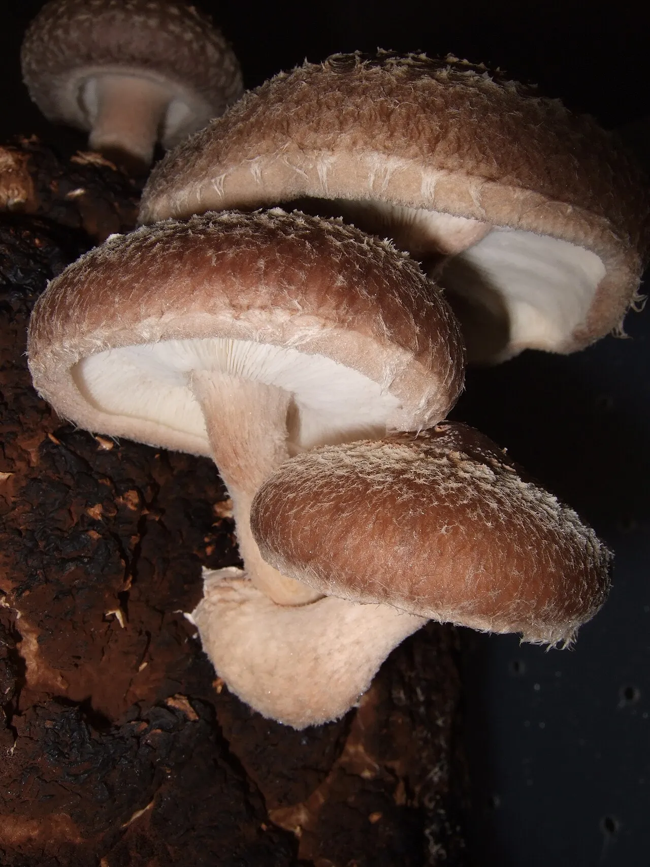 Lentinula