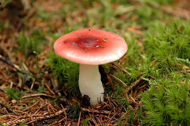 Gołąbek skromny