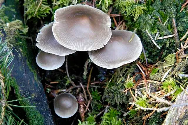 Mycena maculata