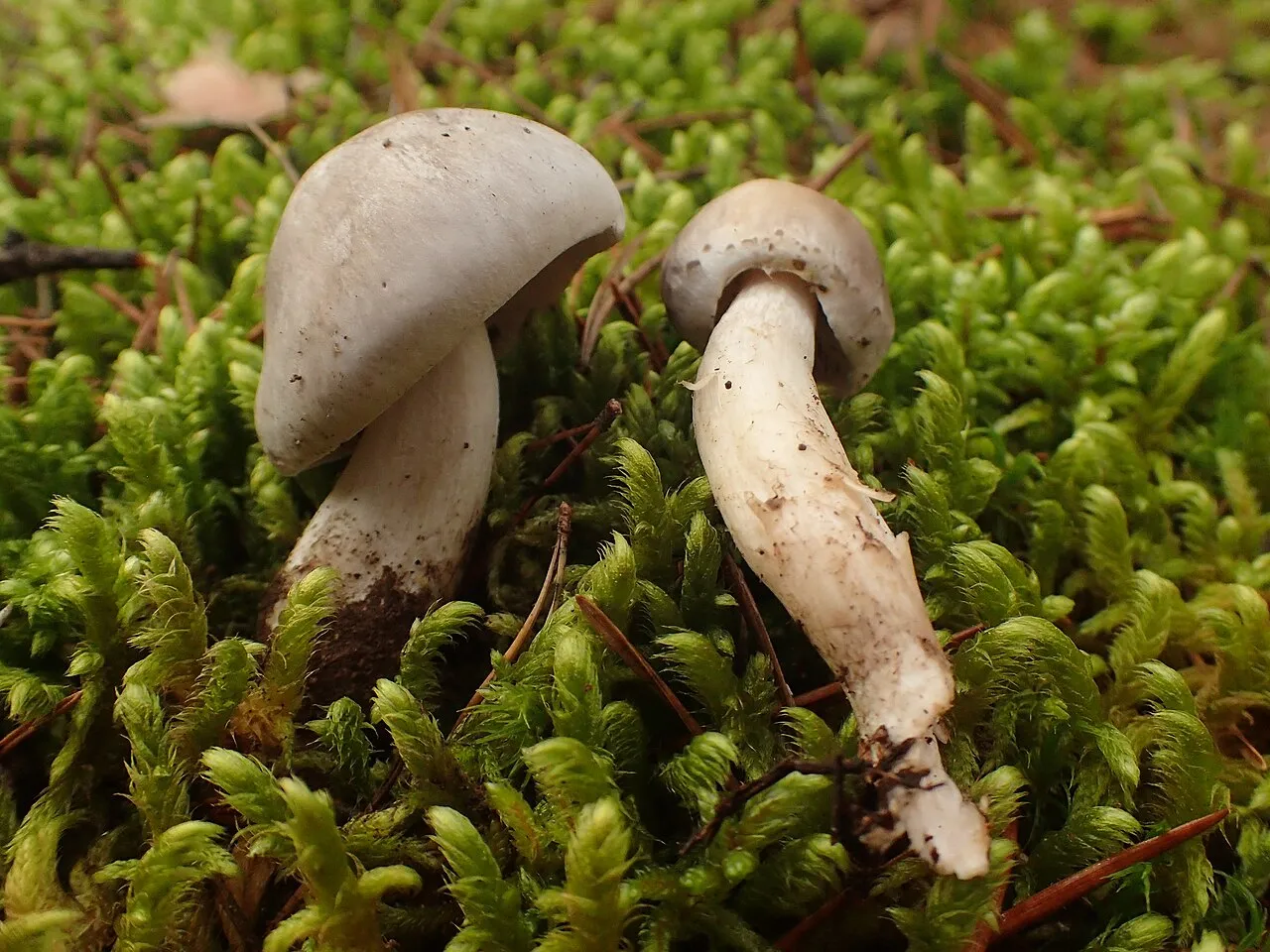 Tricholoma sudum