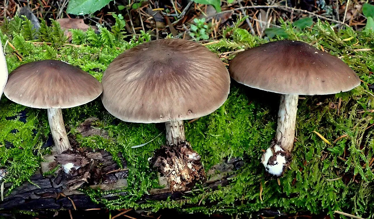 Pluteus exilis