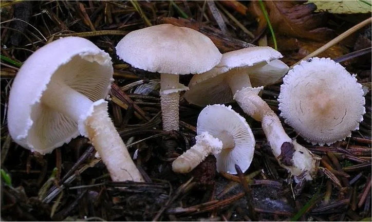 Ziarnówka blada